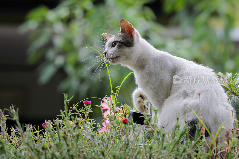 幸福快乐的猫