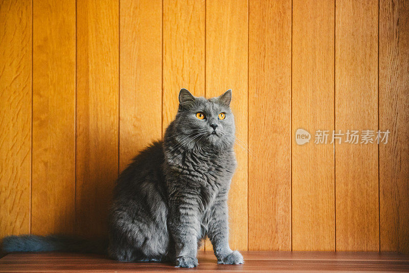 夏特尔猫的猫