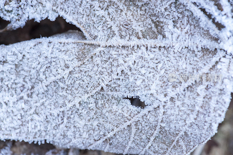 特写的一个枯萎的棕色叶子从山毛榉树霜冻冰晶在冬天
