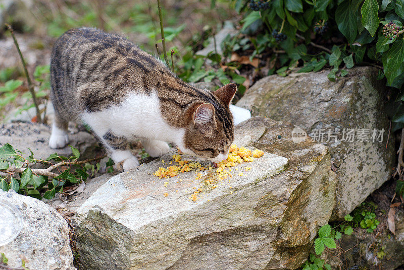 猫在石头墙上吃面包屑