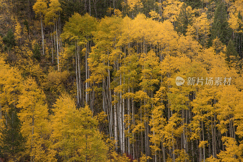 阿斯彭森林旁边陡峭，岩石4x4一个车道狭窄的土路在落基山脉美国