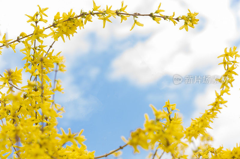 透过盛开的连翘看天空