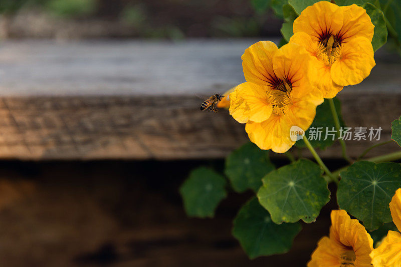 蜜蜂围着一朵黄色的花嗡嗡叫