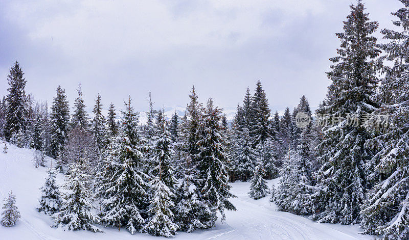 美丽的云杉树白雪覆盖的全景