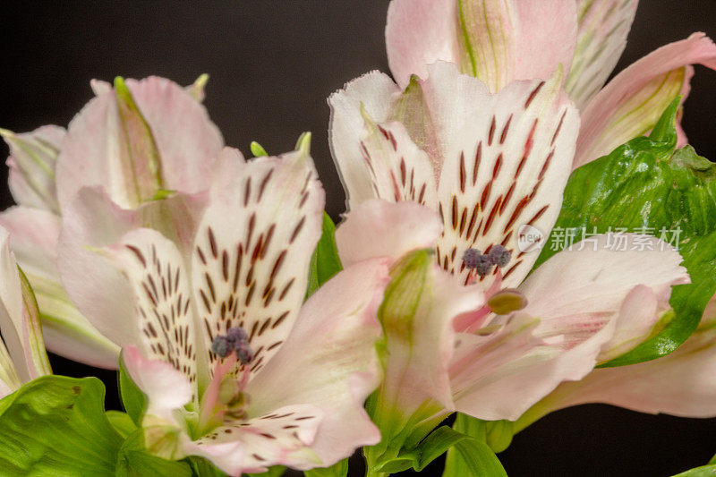 紫菀，通常被称为秘鲁百合或印加百合，在黑色背景下盛开。