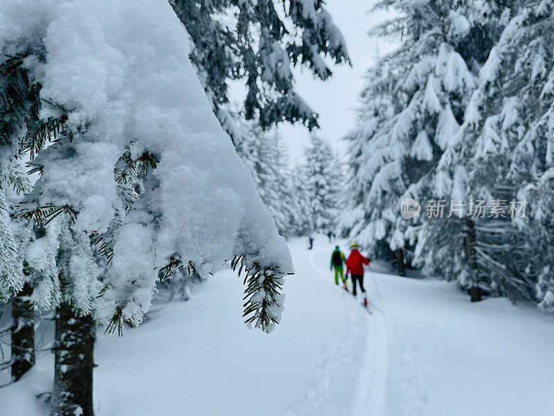 朋友们在野外滑雪穿过白雪覆盖的森林