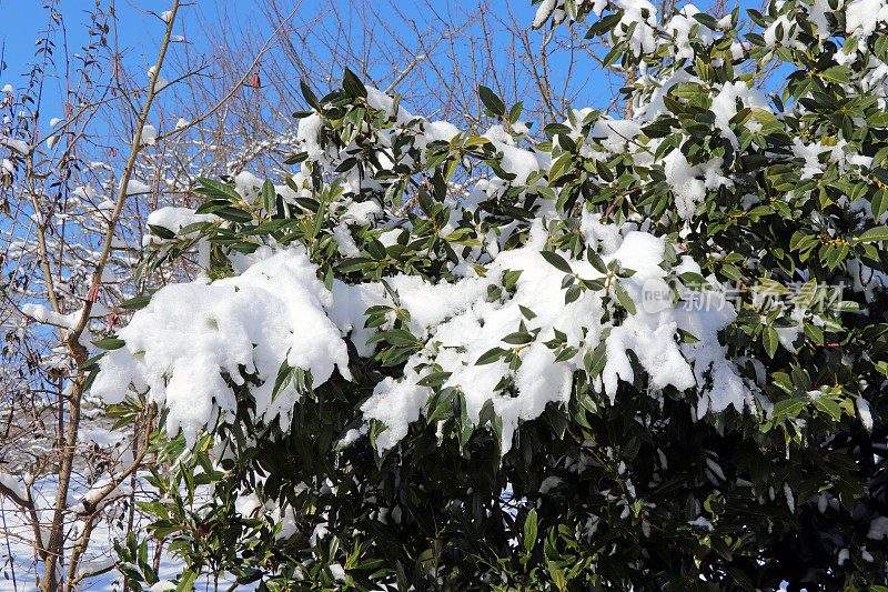 雪覆盖着樱桃月桂树篱