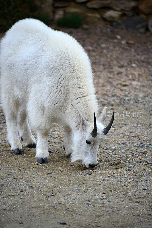 美国科罗拉多州埃文斯山山羊(美洲山羊)