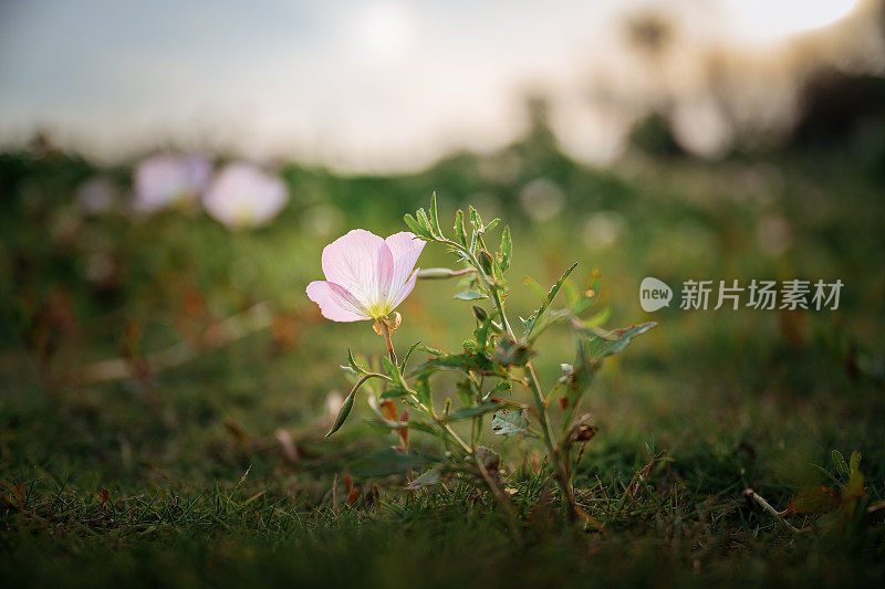 阳光照在花上