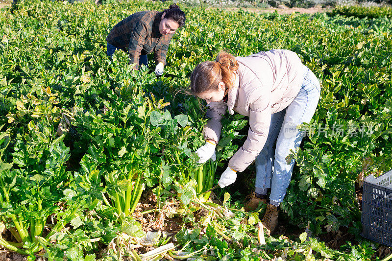妇女和一队农场工人在田里整理成熟的芹菜