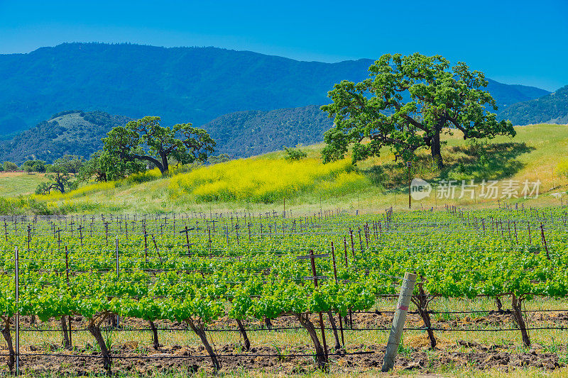 春季葡萄园在圣伊内兹山谷圣巴巴拉，加利福尼亚州
