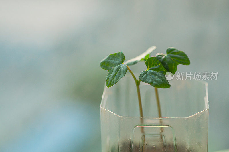 植物幼苗在早晨的阳光下生长缓慢