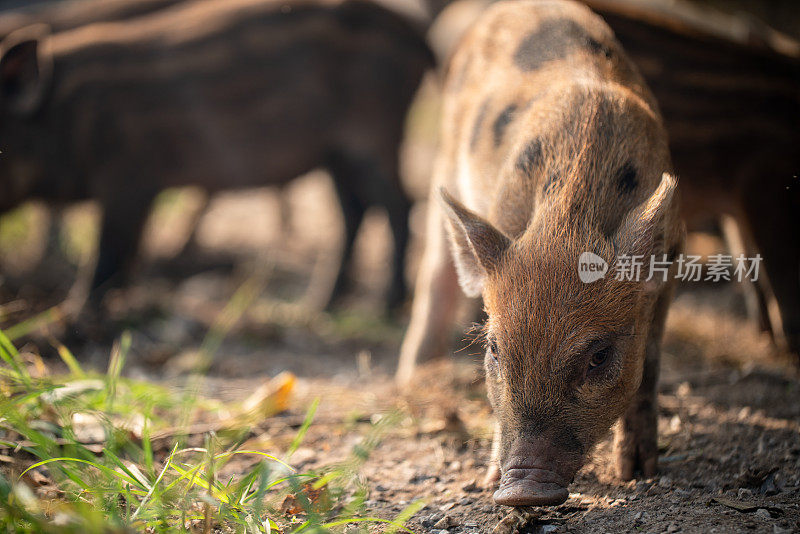 一小群棕色的小猪在草丛里嗅着或吃着什么
