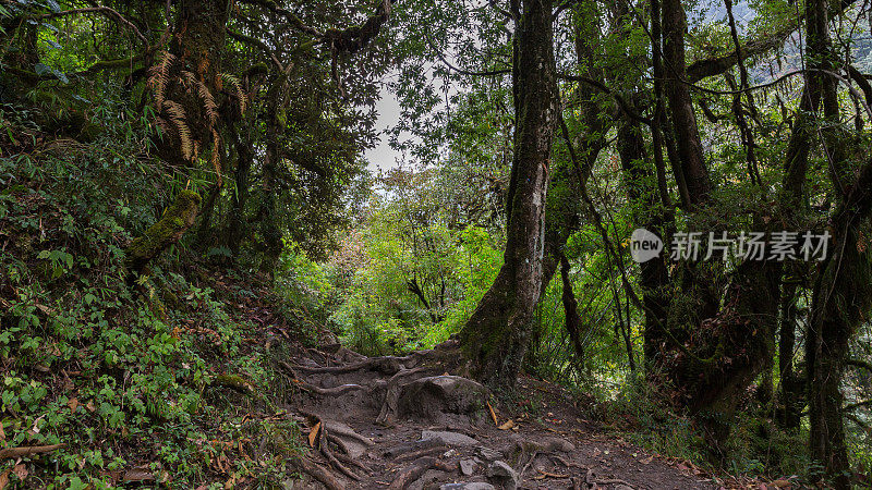 绿色热带丛林中的石头小径。尼泊尔的雨林，喜马拉雅山