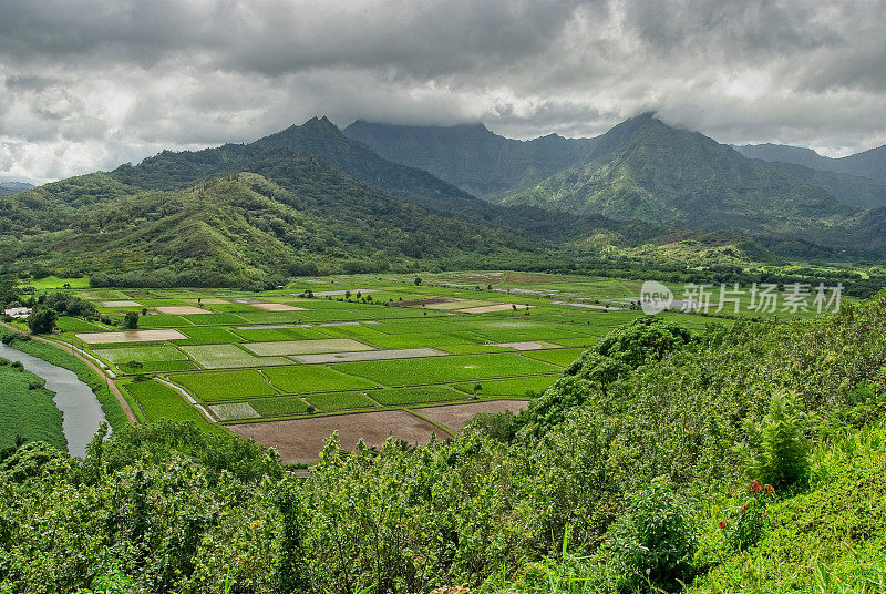 芋头田是夏威夷的一种重要农作物，分布在考艾岛北岸的山前