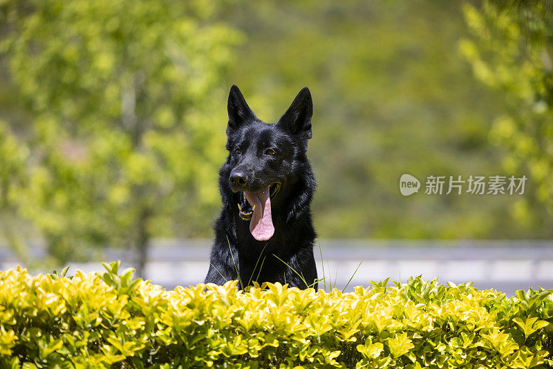 黑色德国牧羊犬坐在草地上