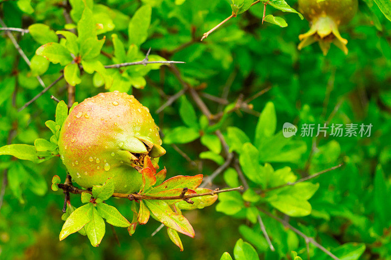 希腊莱姆诺斯的一棵梅树