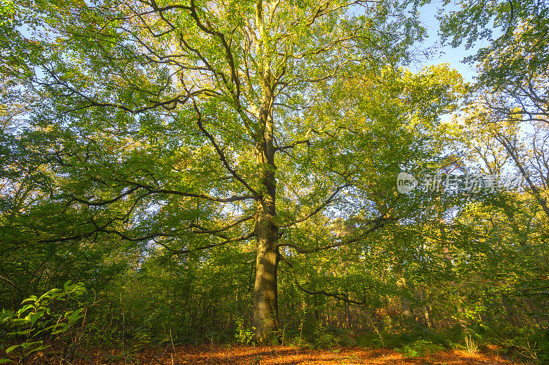 山毛榉林中的一棵老山毛榉树，山上褐色的叶子