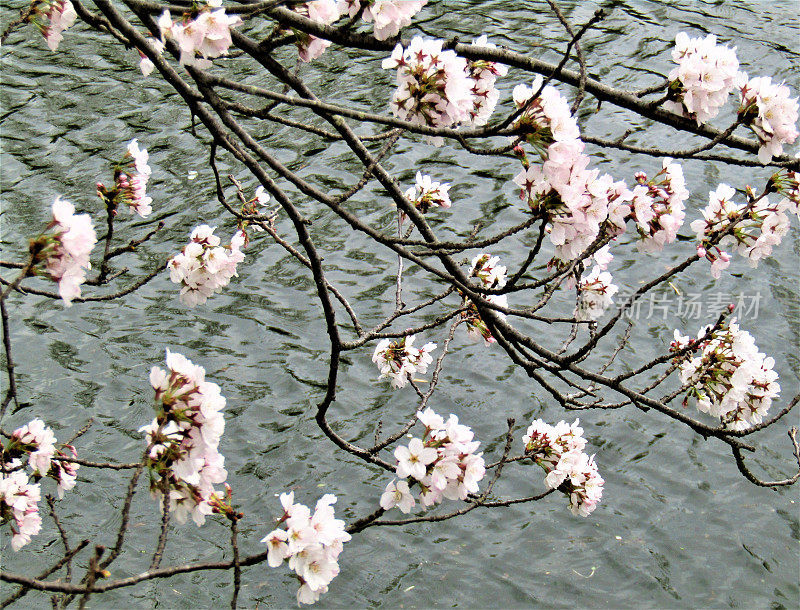 日本。三月底。露出水面的樱花枝。