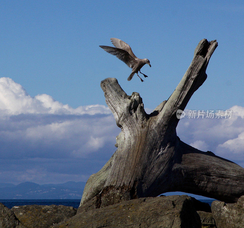 海鸥降落在海滩上的浮木上