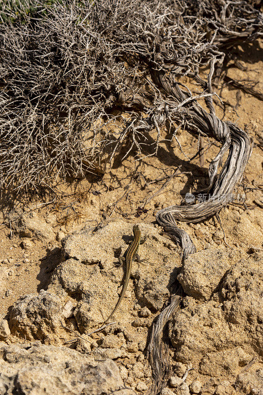 单蛇眼蜥蜴，背对多刺干燥的灌木，茎多瘤