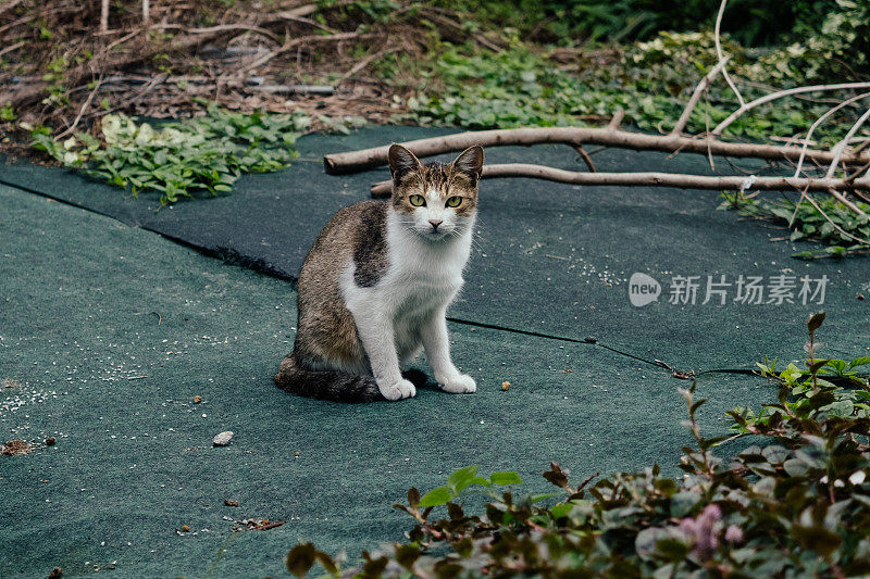 一只可爱的小猫盯着你看的画面