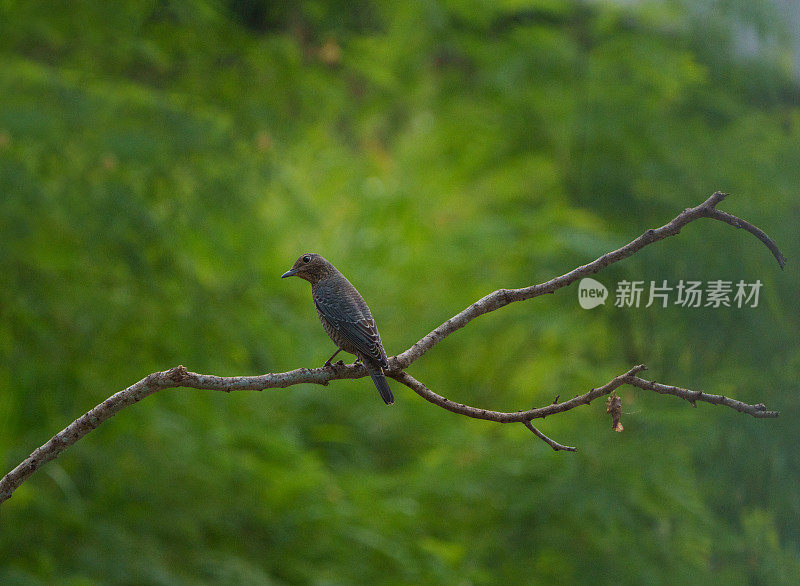 蓝岩画眉站在树枝上