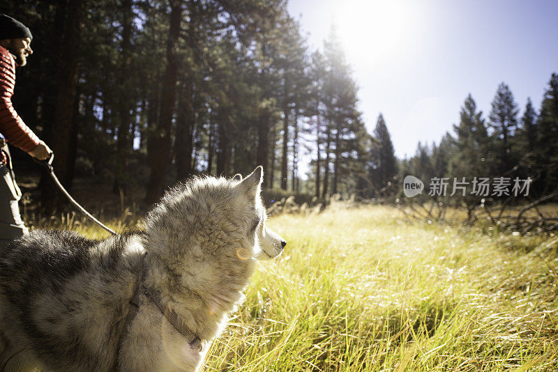 父亲带着孩子在美丽的草地上遛狗