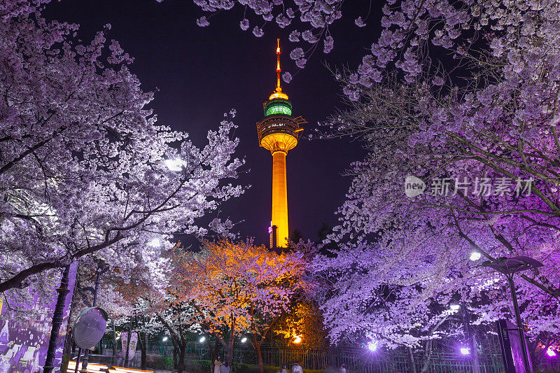 大邱地标和春天的樱花。这里是韩国大邱著名的赏樱胜地。