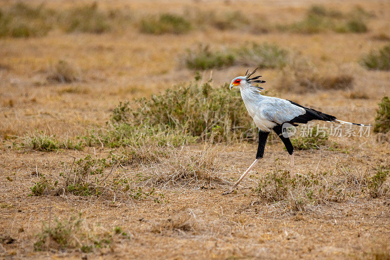 秘书鸟在肯尼亚国家公园的陆地上散步
