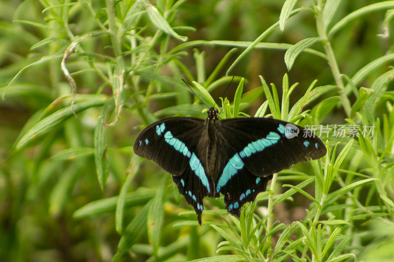 华丽的非洲蓝带燕尾，它的翅膀在南非马戈博斯克鲁夫的非洲山森林的灌木丛中展开。