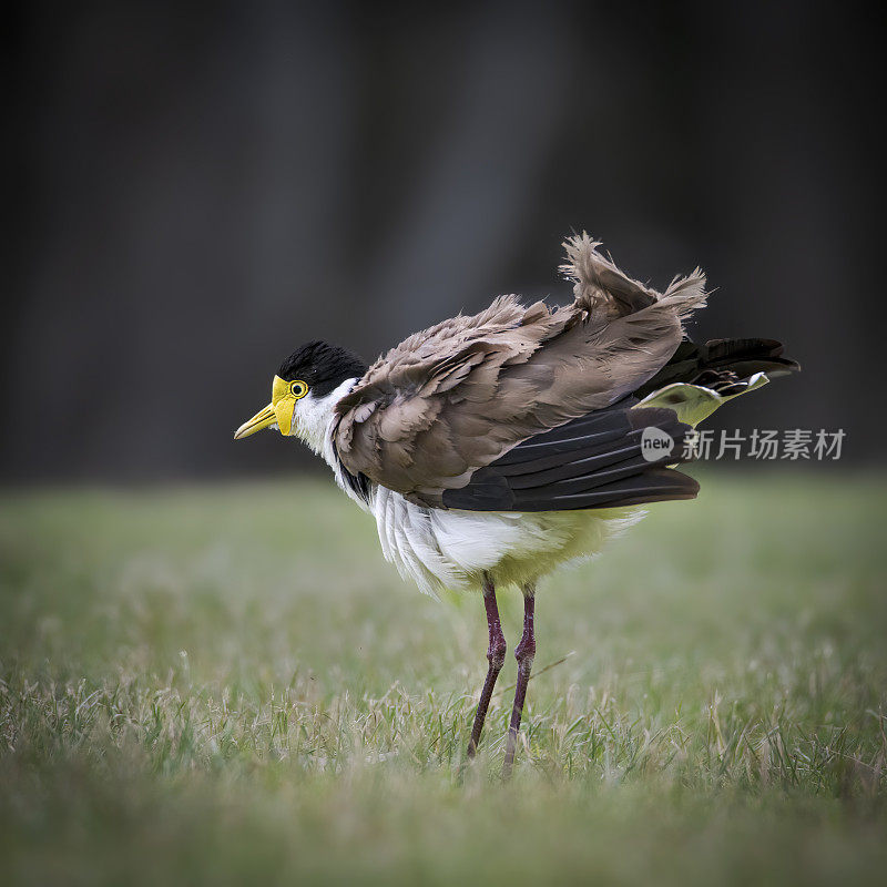 蒙面田凫(香草)