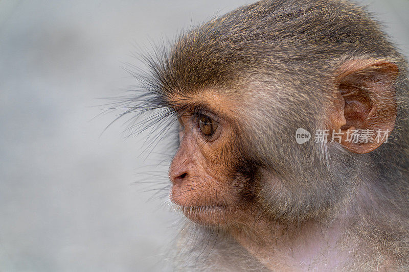野生小猪尾猕猴东南亚越南岘港的热带天堂