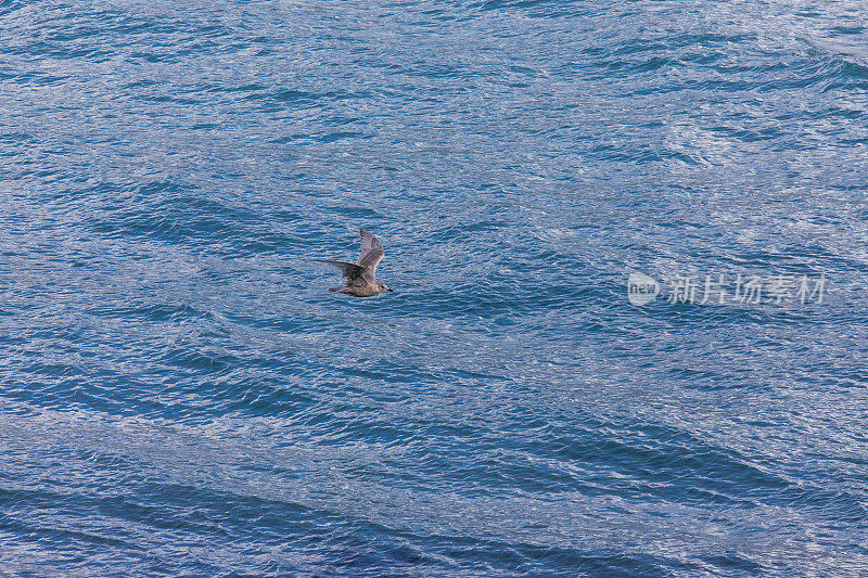 海鸥飞过海湾