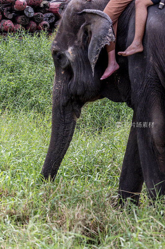 印度大象正在茂盛的草地上进食。
