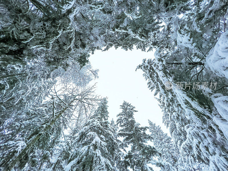 冬季森林中积雪覆盖的树木的向上视图