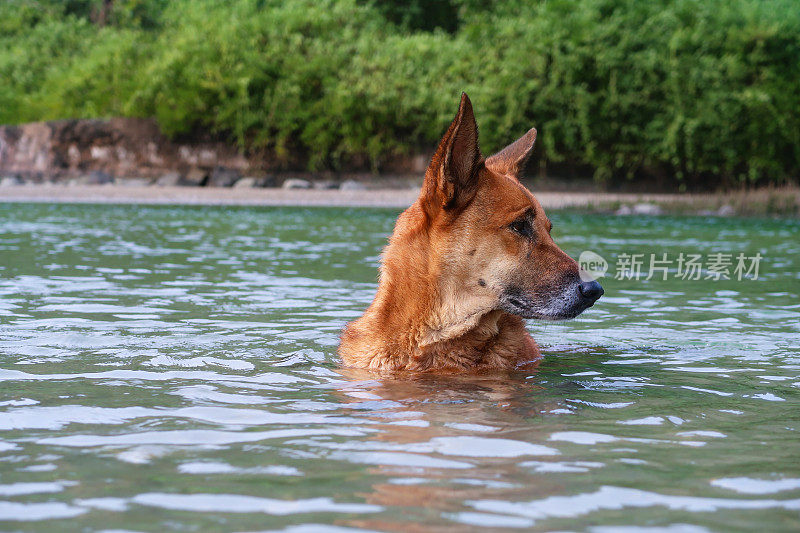 特写图像的印度野生流浪狗站胸深在浅滩，海水的边缘在退潮，杂种狗玩耍和乱搞在海浪，重点在前景