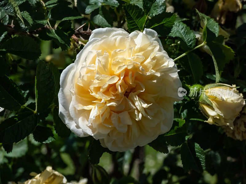 灌木玫瑰(蔷薇)“阿格尼斯”(Agnes)在夏天的花园里开满了双瓣老式黄琥珀色的花，淡黄色