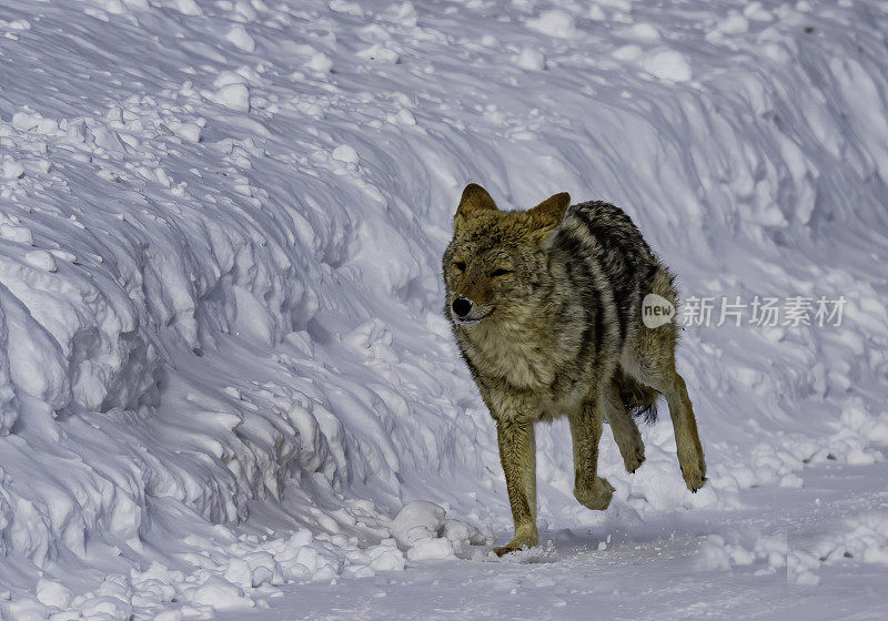 怀俄明州黄石国家公园的猛犸温泉区。冬天有雪。运行。