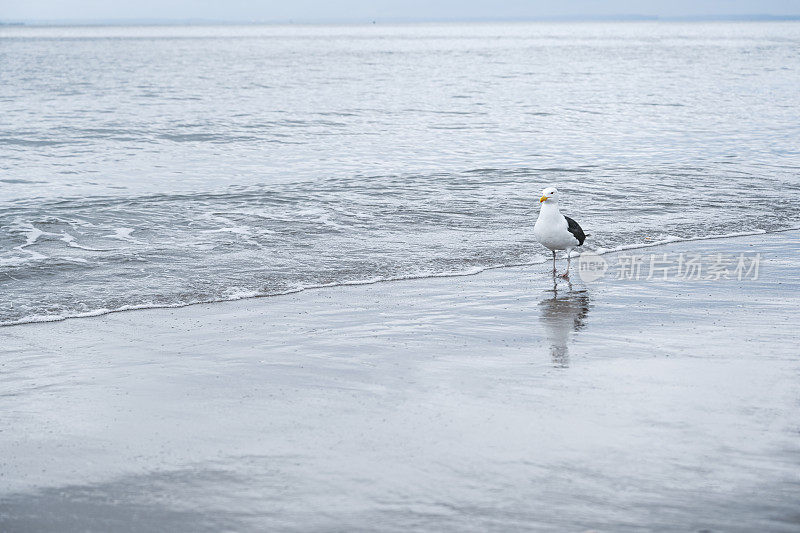 海鸥