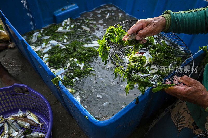 用海苔产卵的鱼