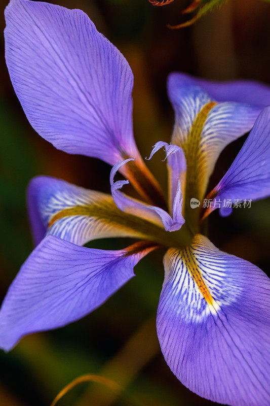 花园里的鸢尾花