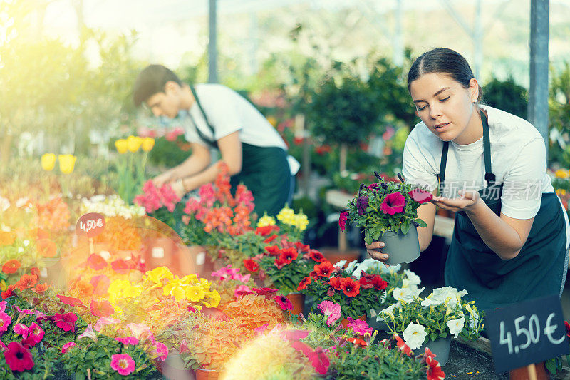 专业积极的年轻女工在温室园艺，检查盆中矮牵牛花