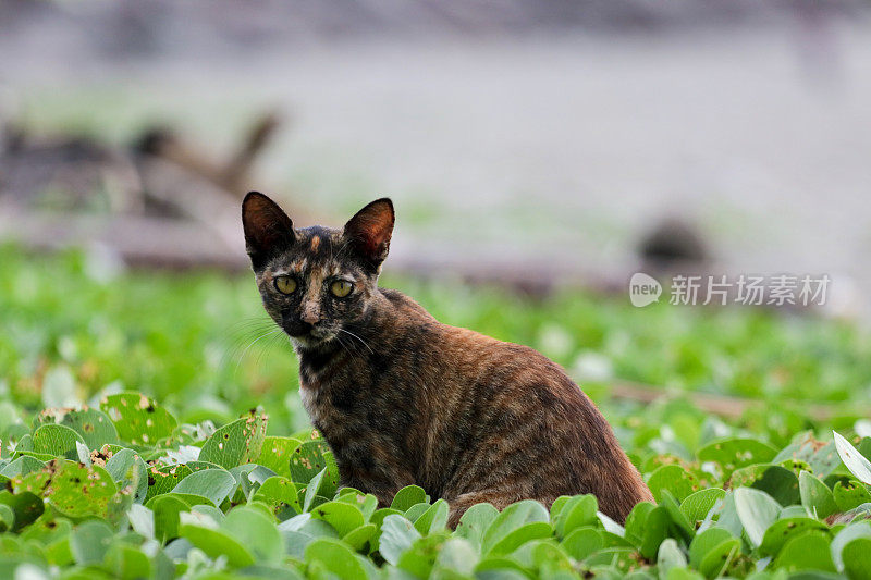 猫在亚齐海滩玩耍