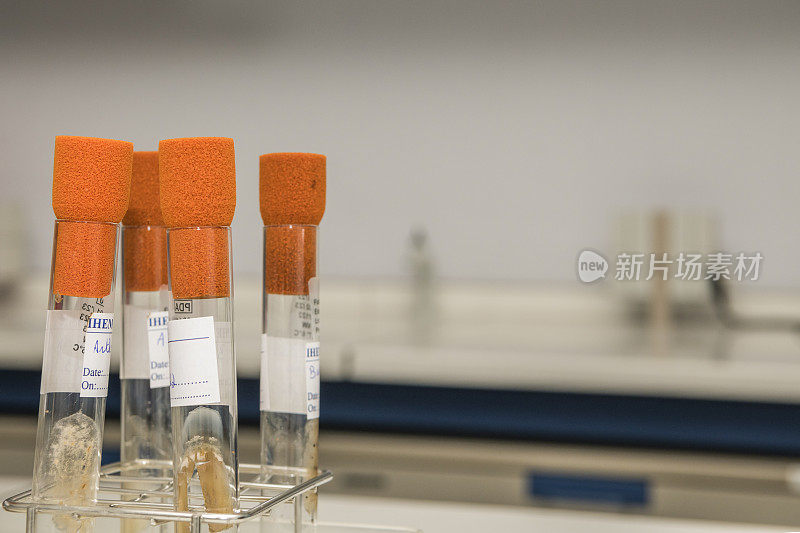 实验室里有真菌生长和橙色盖子的玻璃试管特写。科学、实验室、研究和开发。