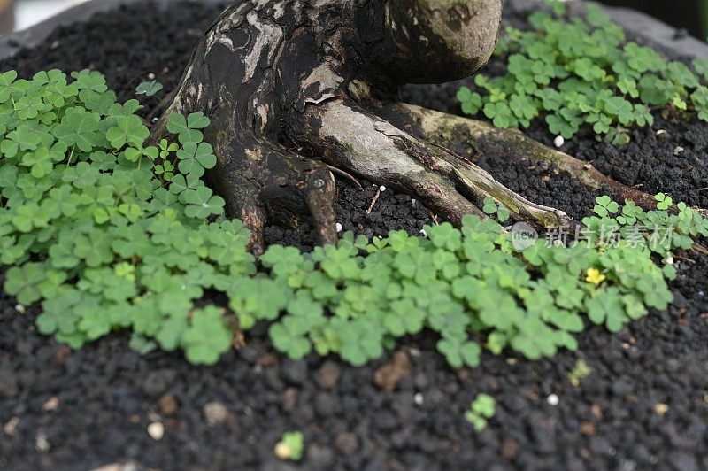 盆景植物根