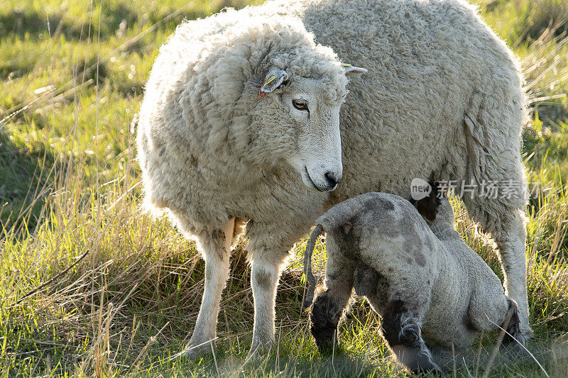 丹麦瓦顿海，羊羔从母羊身上挤奶