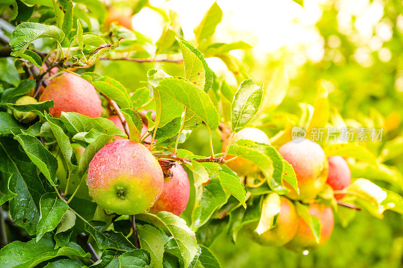 果园里挂在苹果树上的苹果