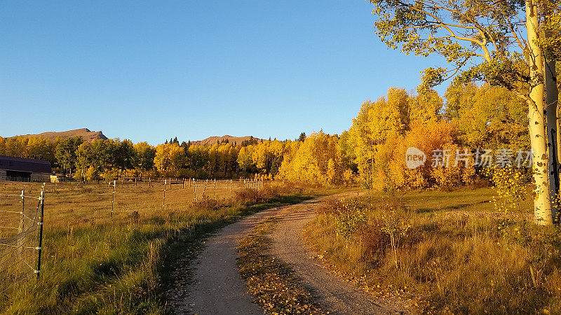 弯曲的土路通往秋天的彩色白杨树在跛子溪科罗拉多州