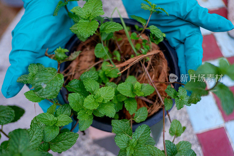 手持绿叶植物的女园丁。